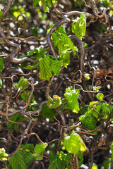 Twisted hazel tree in spring with wavy branches and growing foliage, corylus avellana contorta