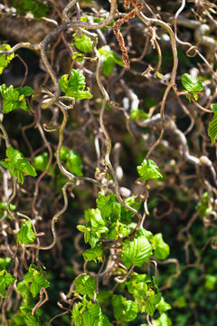 Twisted hazel tree in spring with wavy branches and growing foliage, corylus avellana contorta