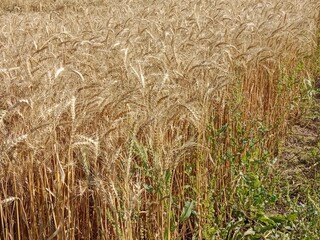 Triticum aestivum L plant or wheat plant or wheat field.ripe wheat plant background.Ripe Triticum aestivum plant head