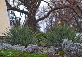 Yucca plant in urban landscaping