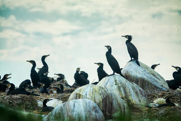 Colony of southern cormorant (Phalacrocorax carbo sinensis) on islands of Gulf of Finland, Baltic Sea. Colony is located on granite boulder ludas. Most pandemonium nestlings are more than month old - obrazy, fototapety, plakaty