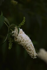 Buddleia davidii White profusion, white flowers of butterfly-bush on bokeh dark green garden background.