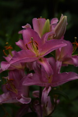 Pink lilium flowers, blooming true lilies, selective focus, summer flowers.