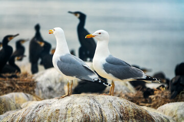 A pair of Herring-gull (Larus argentatus) dominates a mixed colony of marine birds as predators and...