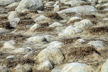 The territory of the cormorant colony after nesting. The remains of the nests are visible among the...