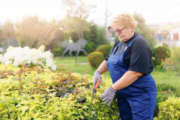 Happy senior woman cutting hedge with clippers, gardener working with scissors in garden