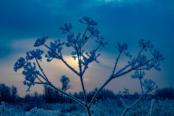 Cold northern winter, low dim disc during the winter solstice. An elegant dry plant (umbrella...
