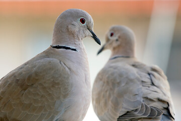 close-up portrait of a brown dove sitting next to another one. selective focus. The Eurasian collared dove (Streptopelia decaocto) is a dove species native to Europe and Asia