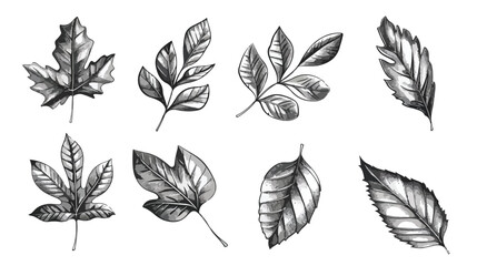 Monochrome engraved vintage drawing leaves in various