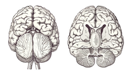 Monochrome engraving brain illustration in top view
