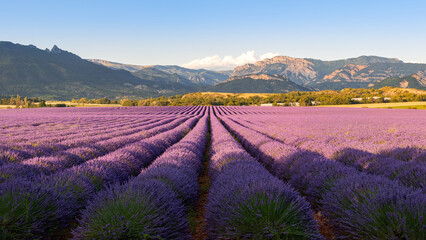 Sunset on the lavender fields of Salignac in the Alpes-de-Haute-Provence. Panoramic view of Southern Alps in France - 786278896