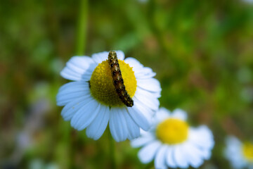 Butterfly caterpillar, Possibly ear-worm Helicoverpa on a daisy/ Macro