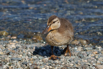Duck perched on rocks at water's edge