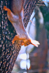 A squirrel on a tree with walnut. Well lit by the evening sun red animal
