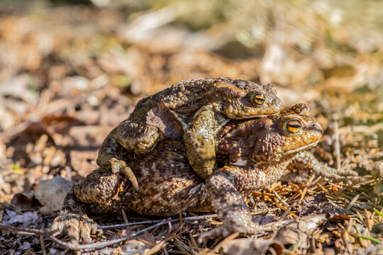 Mating common toads (Bufo bufo). Axillary amplexus posture (form of pseudocopulation). Spring reproductive behavior of amphibians after hibernation