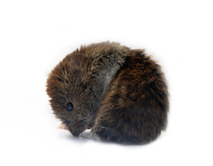 Theriology and deratization. Wild forest and field mice (Apodemus and Arvicolinae) as pests of agriculture and household. Isolated Red-backed mouse (Clethrionomys glareolus) different angles shooting