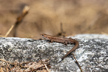 In the spring, the first Common English lizard (Lacerta vivipara) woke up and basked in the sun. North Europe