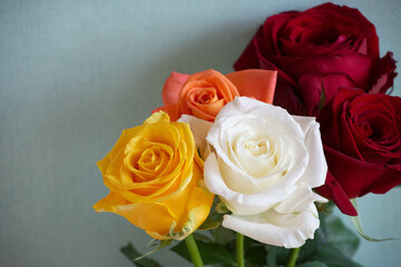 色とりどりのバラ