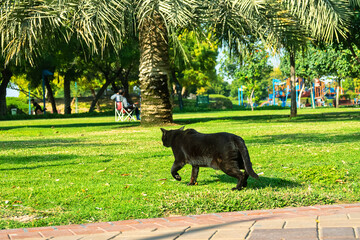 Street black cat on the park of Abu Dhabi. But cats are not allowed in houses.