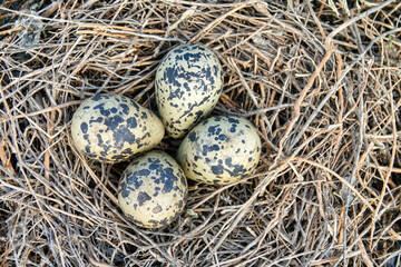 Birds of salty marshes. Helium. Black-winged stilt (Himantopus himantopus) nest between samphire...