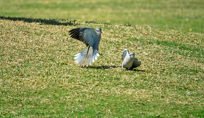 Territorial behavior. Aggressive demonstrations and fights of males of Senegal turtle dove (Streptopelia senegalensis)