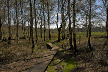 boarcwalk through a forest in Drongengedbos nature reserve, ursel, Flanders, Belgium