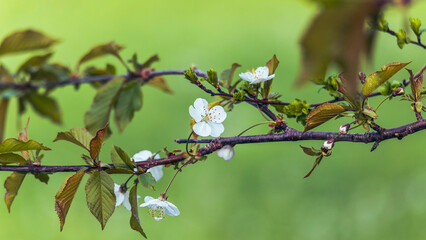 Frühlingsbote