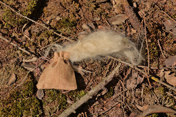  Burlap bag with sheep wool in the forest. It is used to keep away the sheep from young trees in a reforestation project, so they don`t get eaten. Drongengoedbos nature reserve, Ursel, Belgium