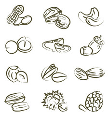 Concept of healthy eating. Collection of different nuts vector flat illustration. Various nuts.