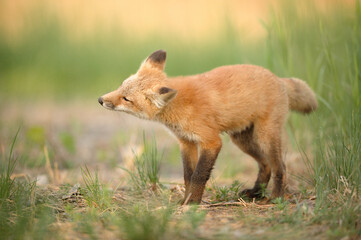 Naklejka na ściany i meble Young Red Fox sharing in a path