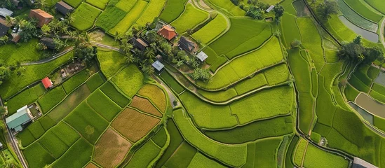 Foto op Canvas A top view of a beautiful rice field in the countryside. © Mas