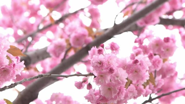 Sakura blooms with pink flower petal. Trees in the garden. Buds on branches. Spring nature plant