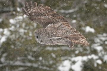 Great grey owl in flight in winter