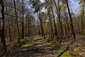 Sunny dirt road in a spring forest in Drongengoedbos forest in Ursel, Flanders, Belgium 