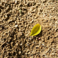 Fototapeta na wymiar Leaves on the sand