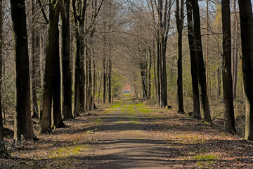 Sunny dirt road in a spring forest in Drongengoedbos forest in Ursel, Flanders, Belgium 
