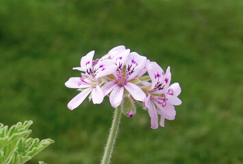 Close up of a flower of Rose Geranium or Pelargonium Graveolens, in the garden
