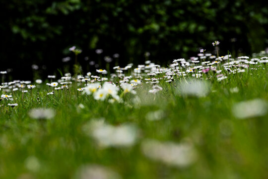 Blumen im Garten