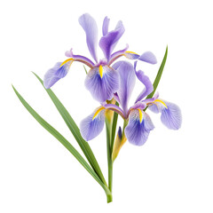 Beautiful Iris flowers isolated on a white background