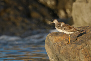 Two Lesser Yellowlegs on a rock along a river during autumn migration