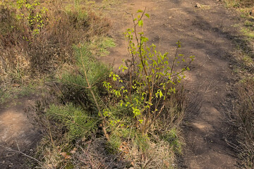 spruce and birch tree sapplings next to each other along a hiking trail.