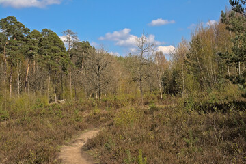 Landscape with path through heathland and forest on a sunny spring day in Maldegemveld nature reserve, Ursel, Flanders, Belgium