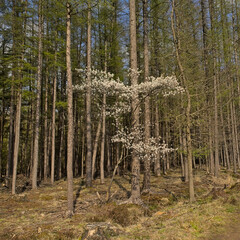  Spruce forest with flowering hawthorn bush on a sunny spring day in Maldegemveld nature reserve, Ursel, Flanders, Belgium 