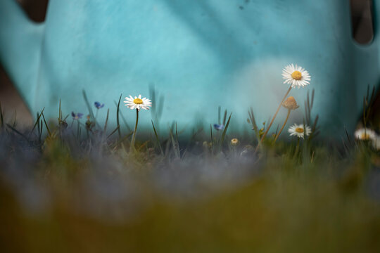 Blumen im Garten