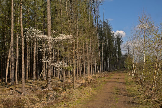 Spruce forest with flowering hawthorn bush on a sunny spring day in Maldegemveld nature reserve, Ursel, Flanders, Belgium 