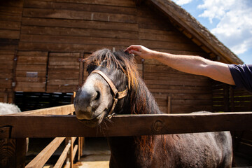 Man petting beautiful horse in the stable