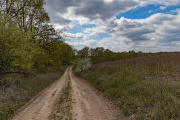 Fototapeta na wymiar dirt road in the field, blossoming trees, spring day in nature, clear fine day