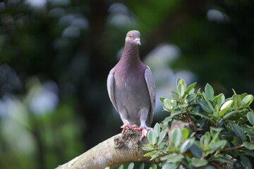 pigeon on a branch (5)