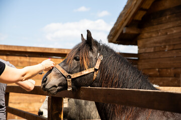 Woman petting beautiful horse in the stable