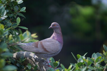 pigeon on a branch (4)
